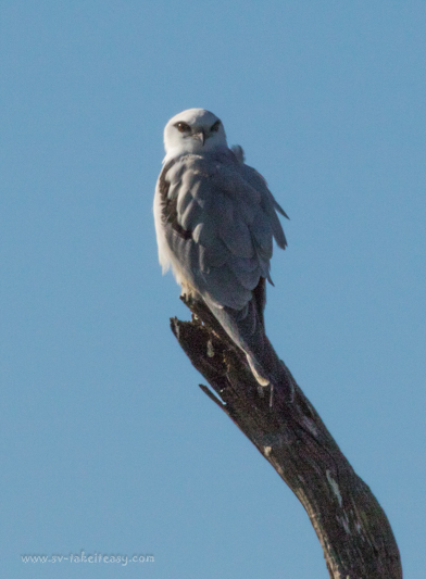 Black-shouldered-kite