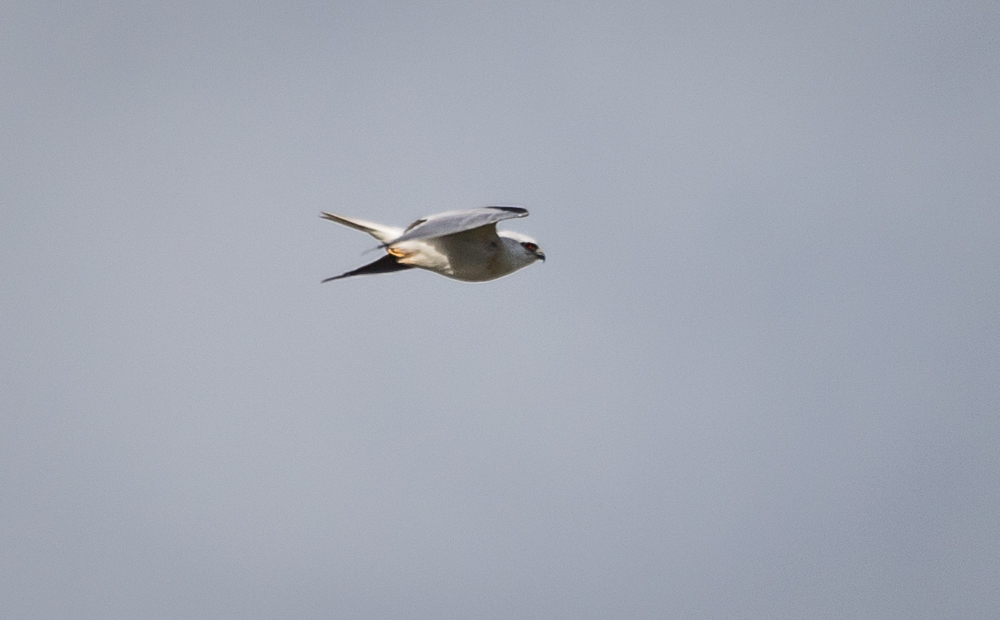 Black-shouldered-kite