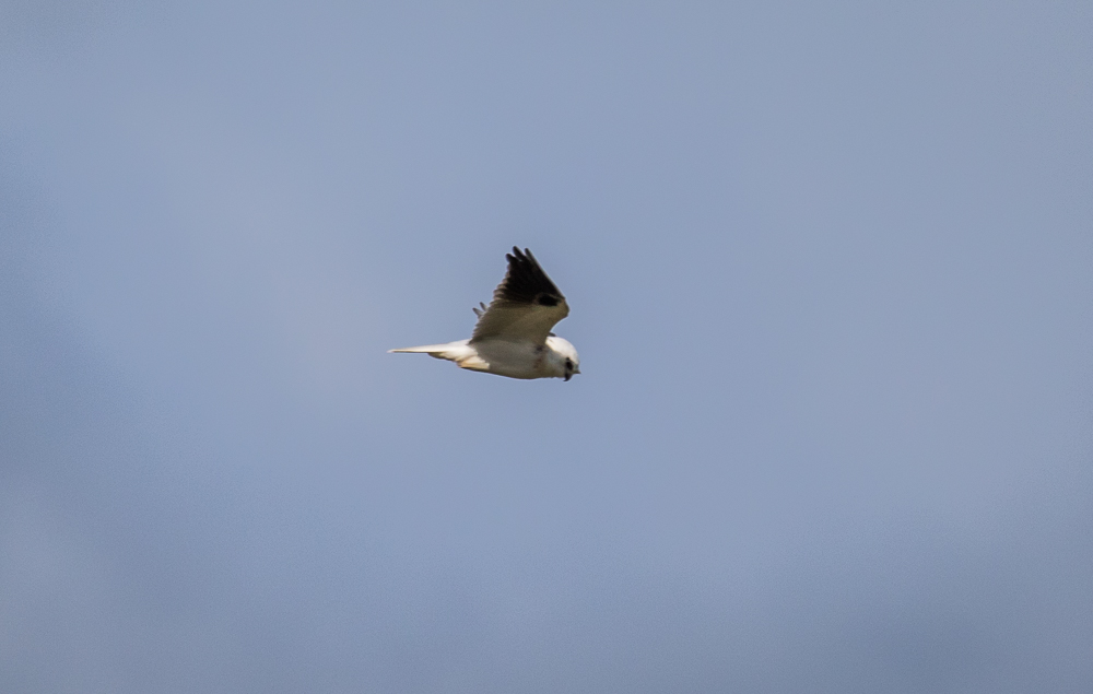 Black-shouldered-kite