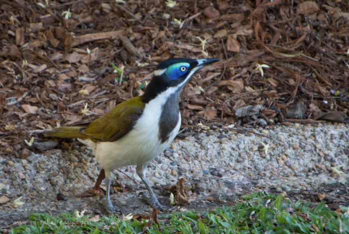 Blue-faced-honeyeater-7