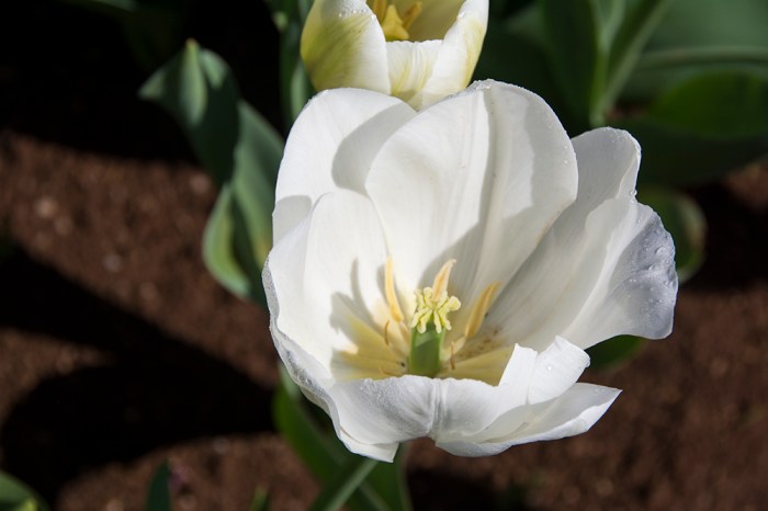 Julie Powell December One Photo Focus - Original