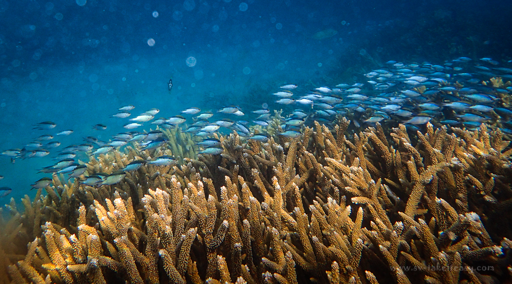 Monkey Bay Snorkeling