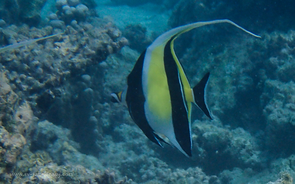 Moorish Idol