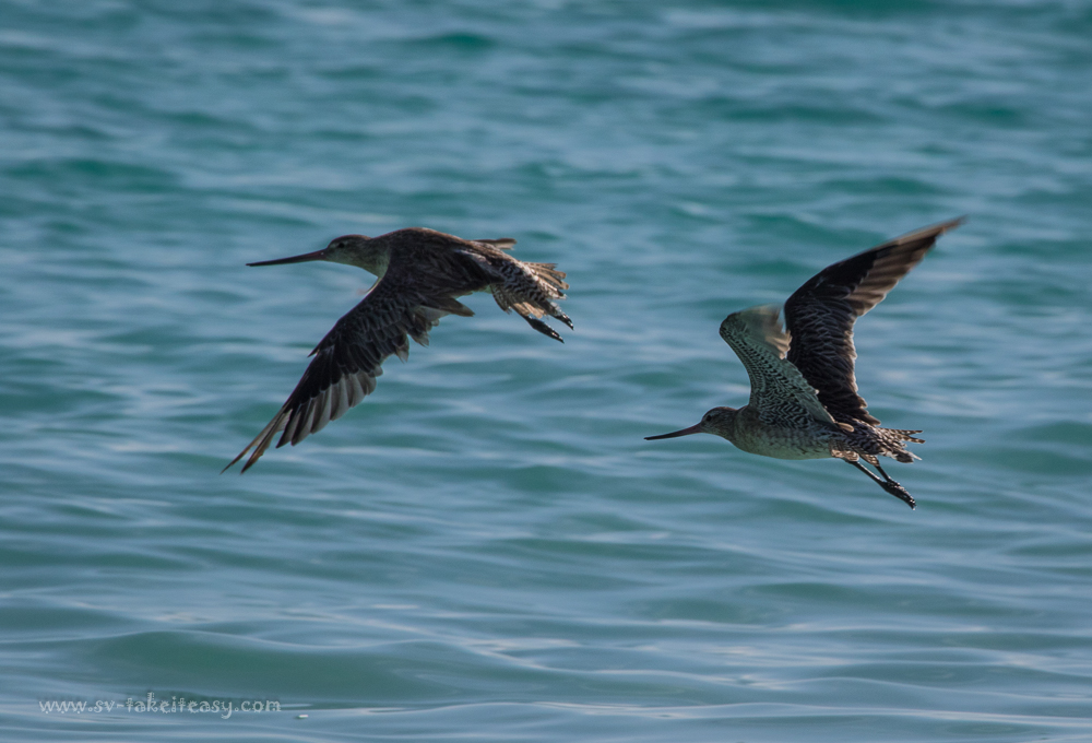 Godwits in flight