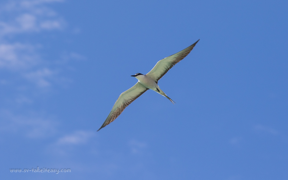 Bridled Tern in flight