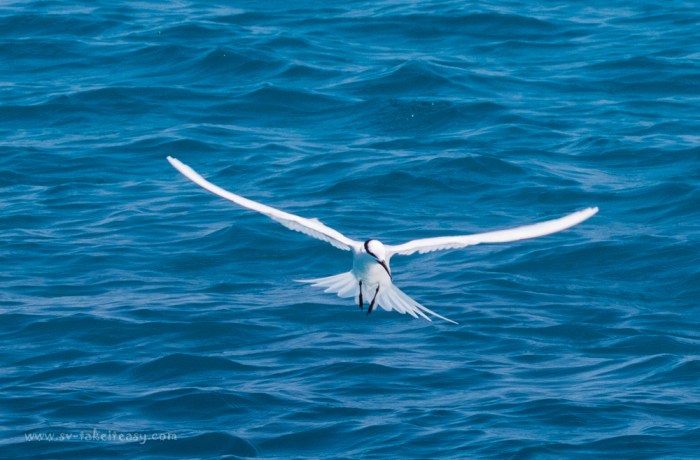 Bridled Tern