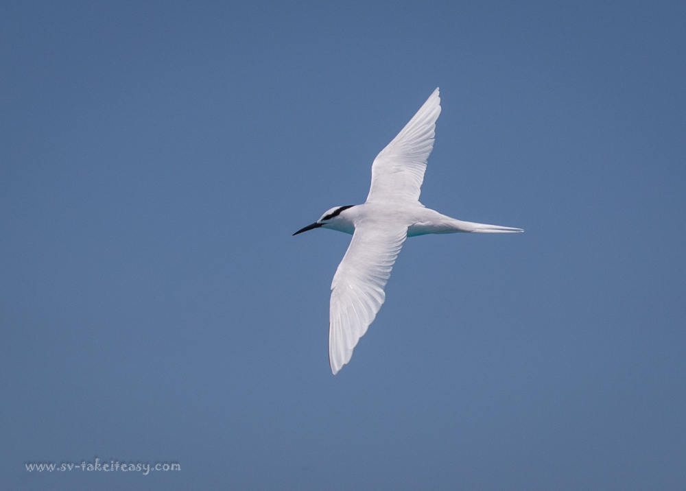 Black-Naped Tern