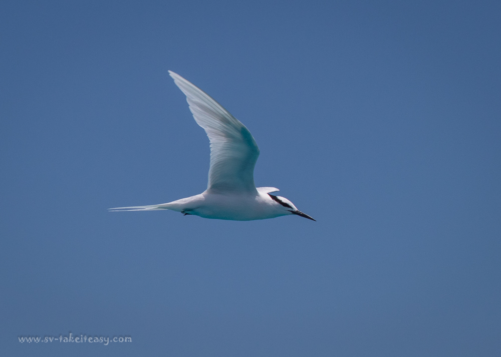 Black-Naped Tern