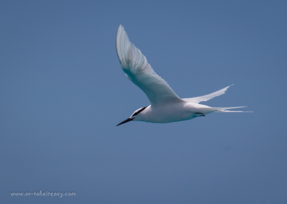 Black-Naped Tern