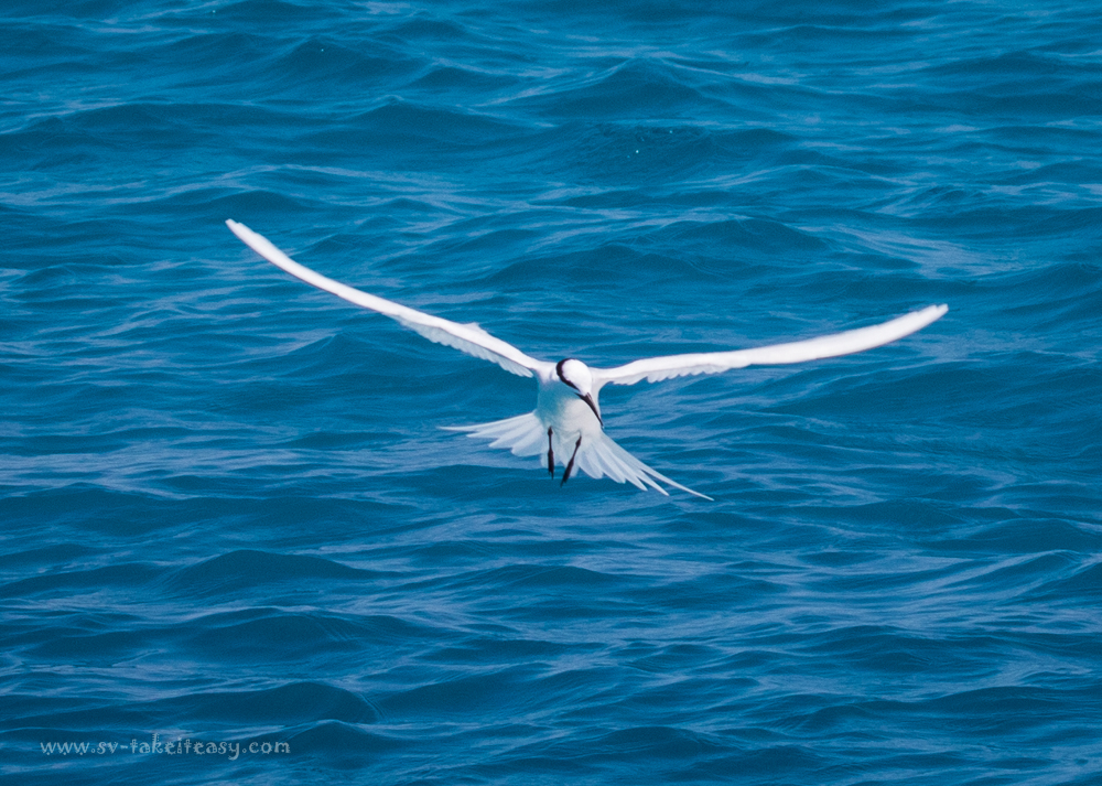 Black-Naped Tern