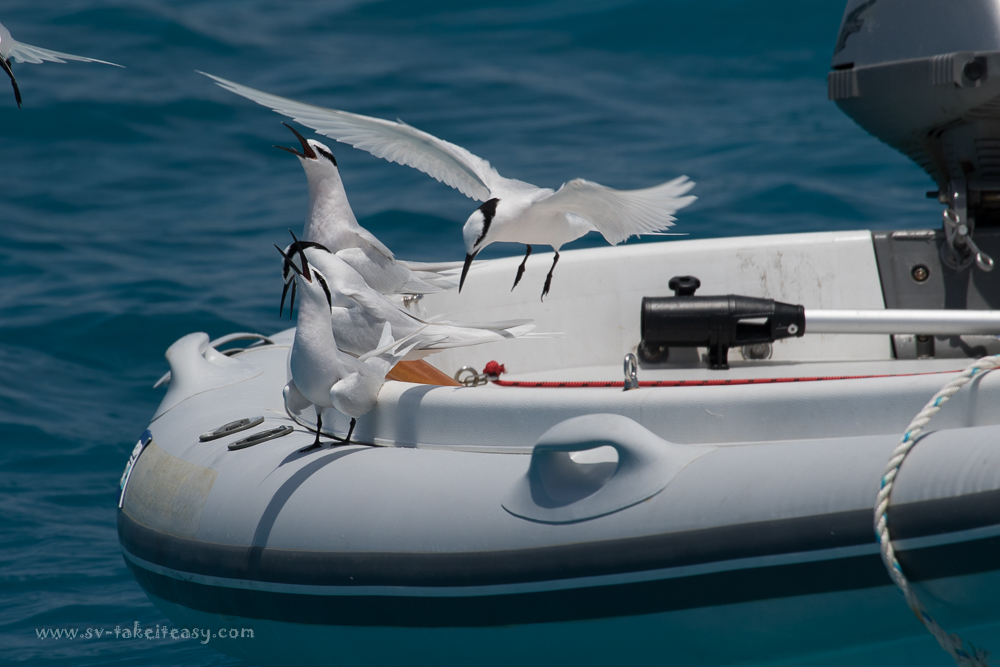 Black-Naped Tern