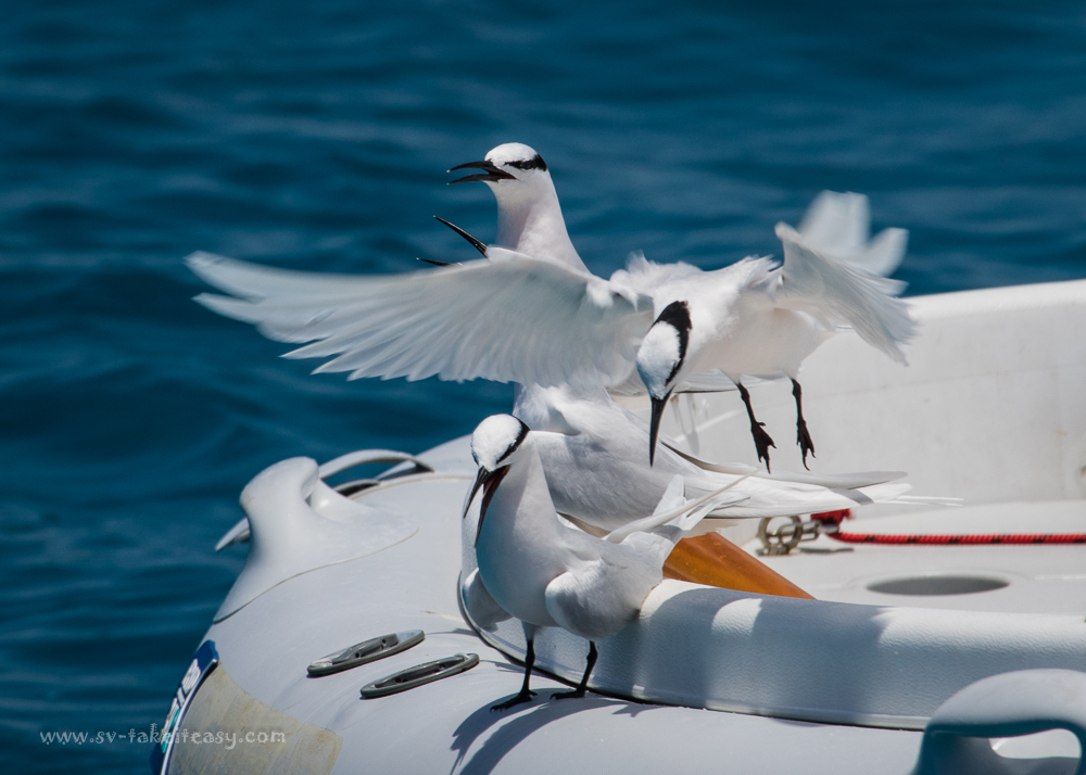 Black-Naped Tern
