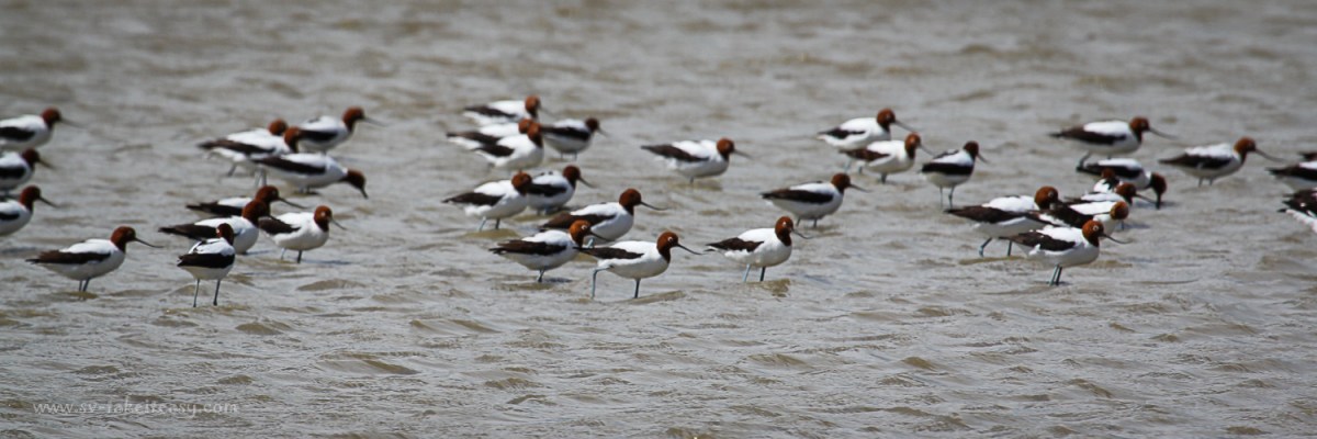 Avocets