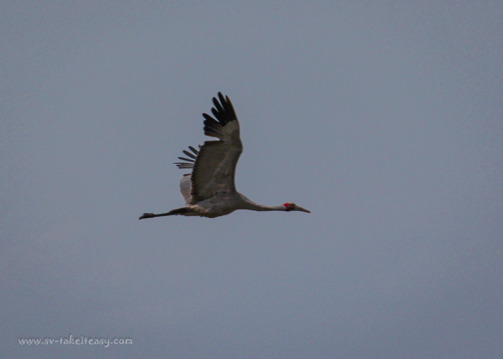 Brolga