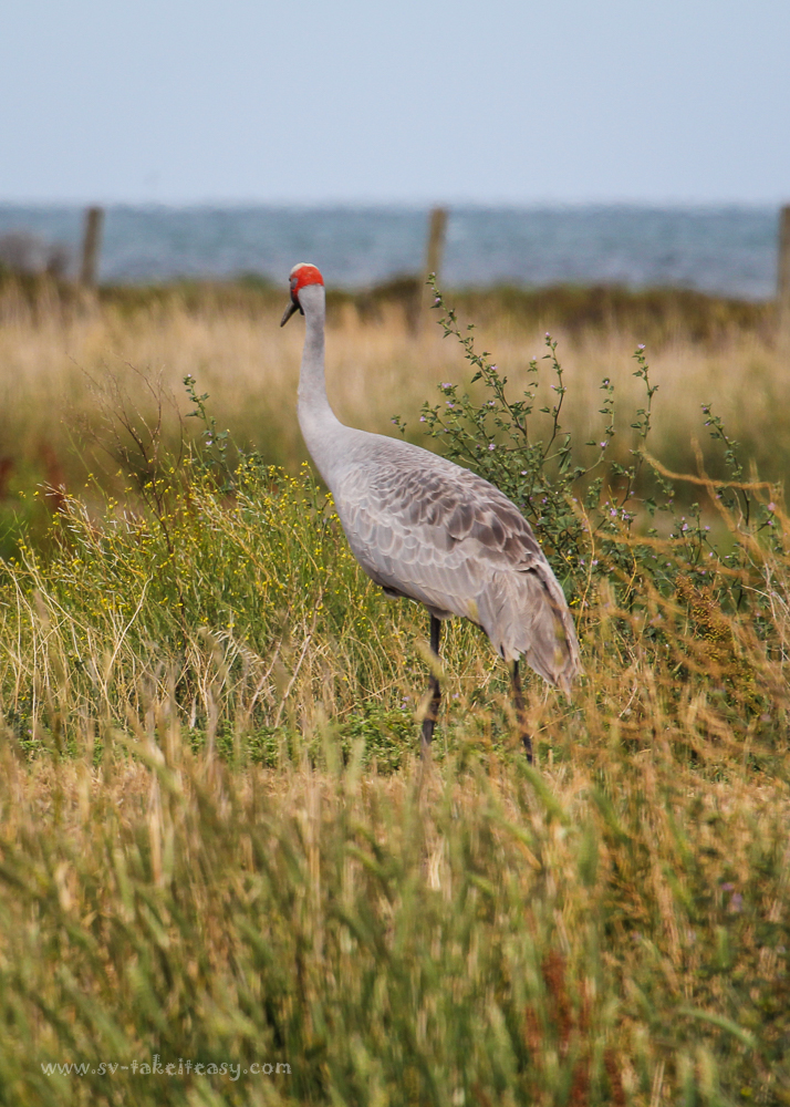 Brolga