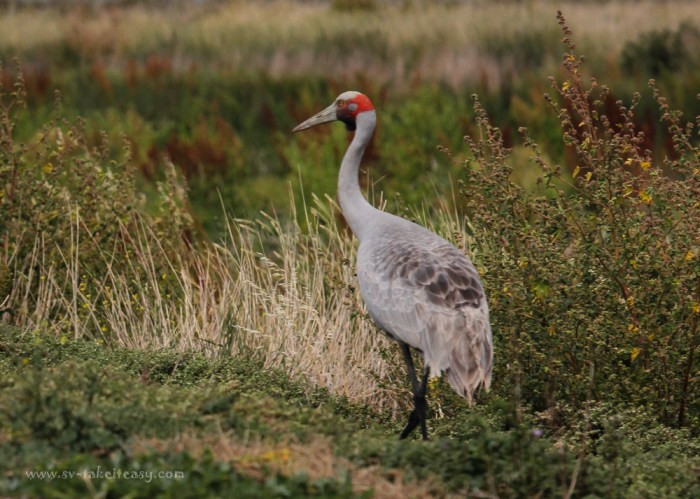 Brolga