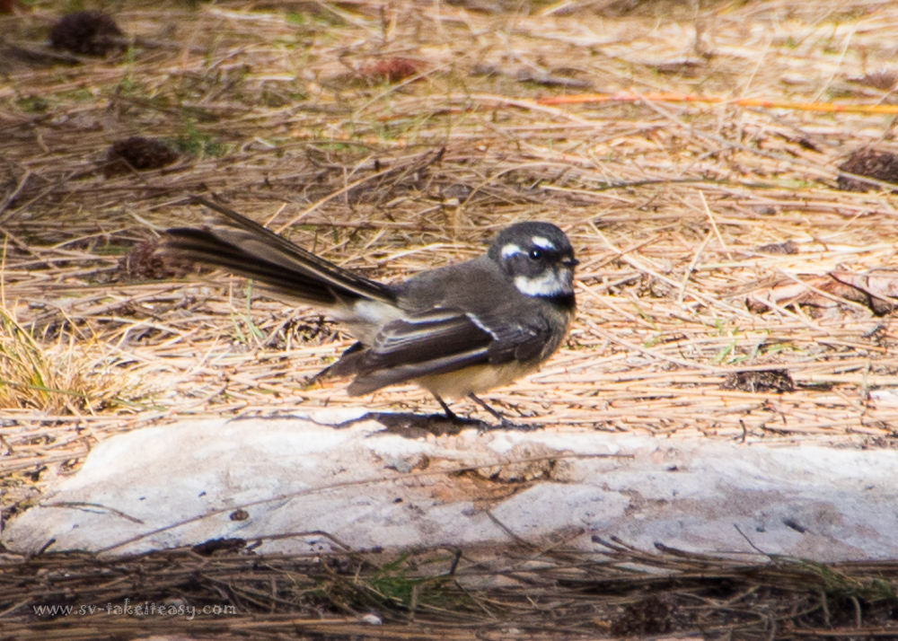 Grey Fantail