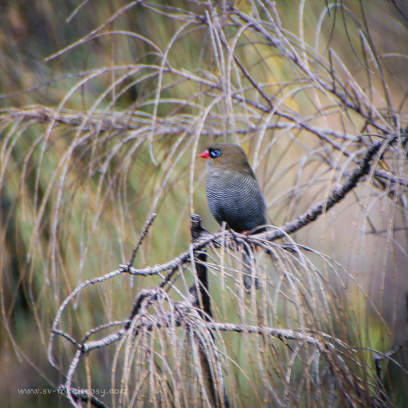 Beautiful Firetail