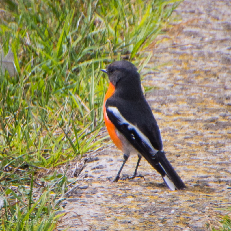 Flame Robin