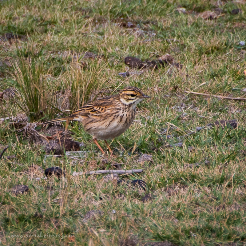 Richard's Pipit