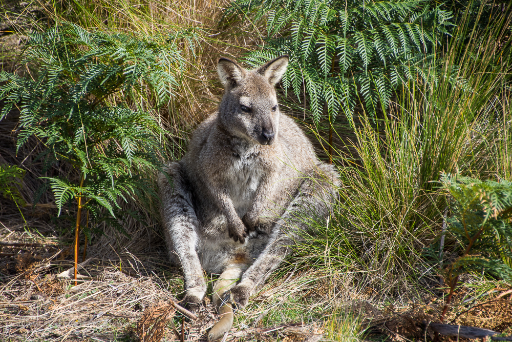Bennett Wallaby taking it easy!