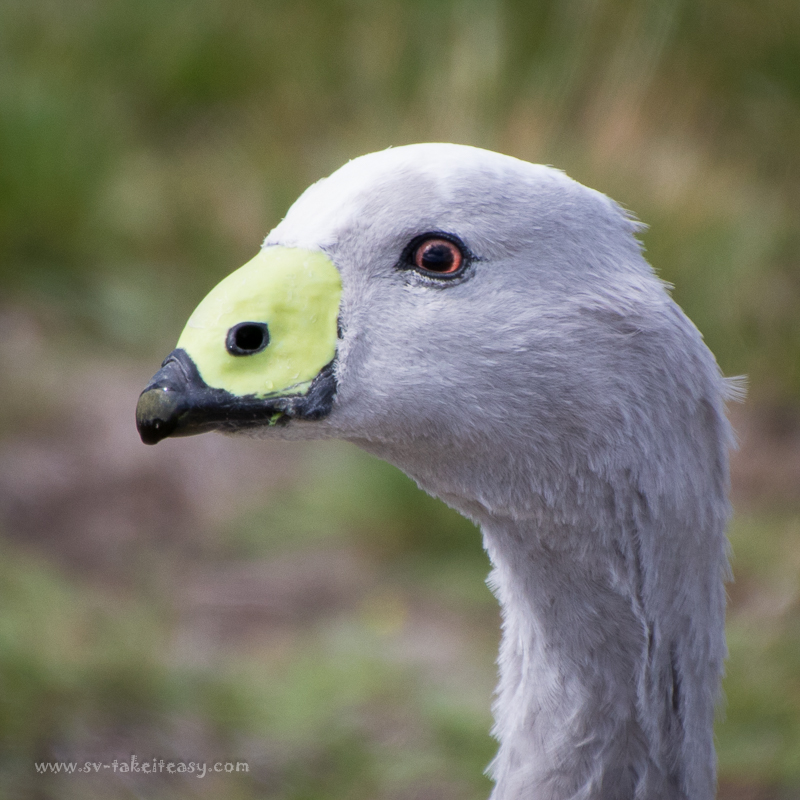 Cape Barren Goose portrait