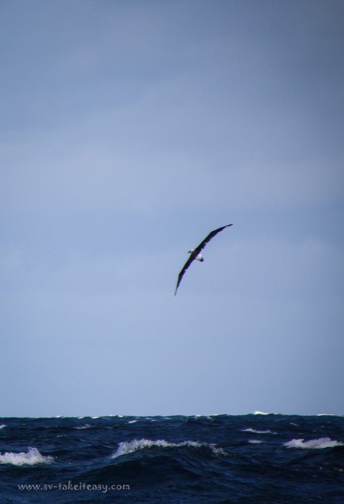 Shy Albatross in flight