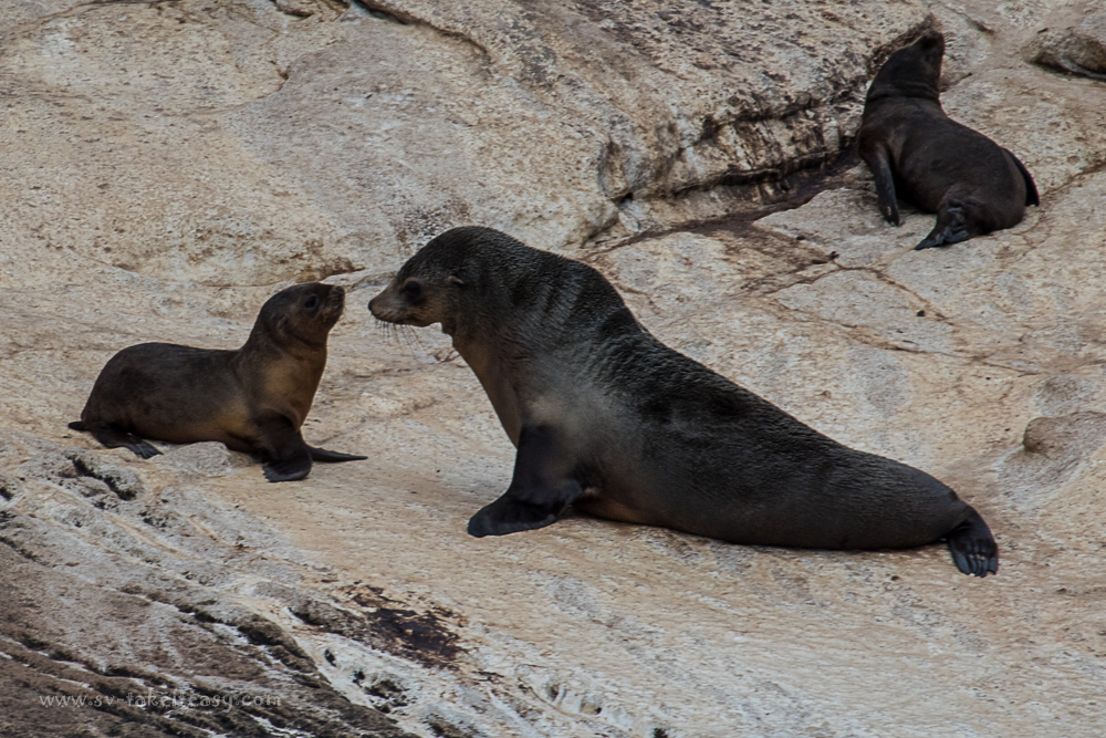 Rag Island Fur Seals