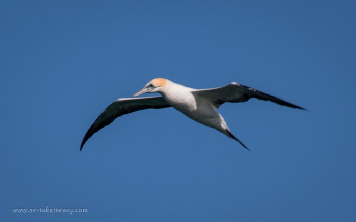 Australian Gannet