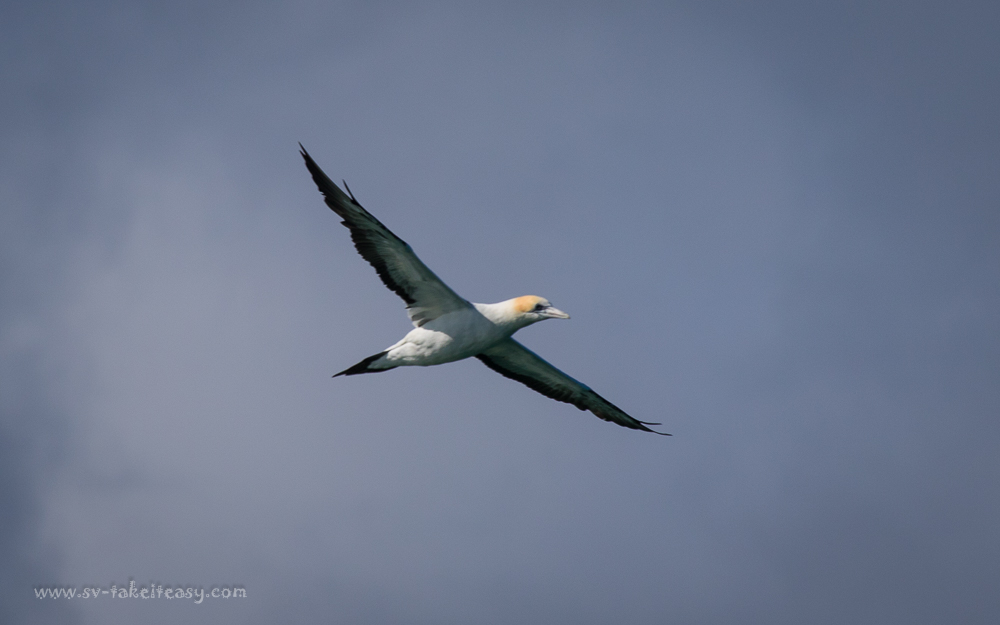 Australian Gannet