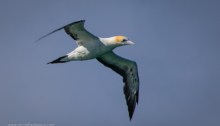 Australian Gannet