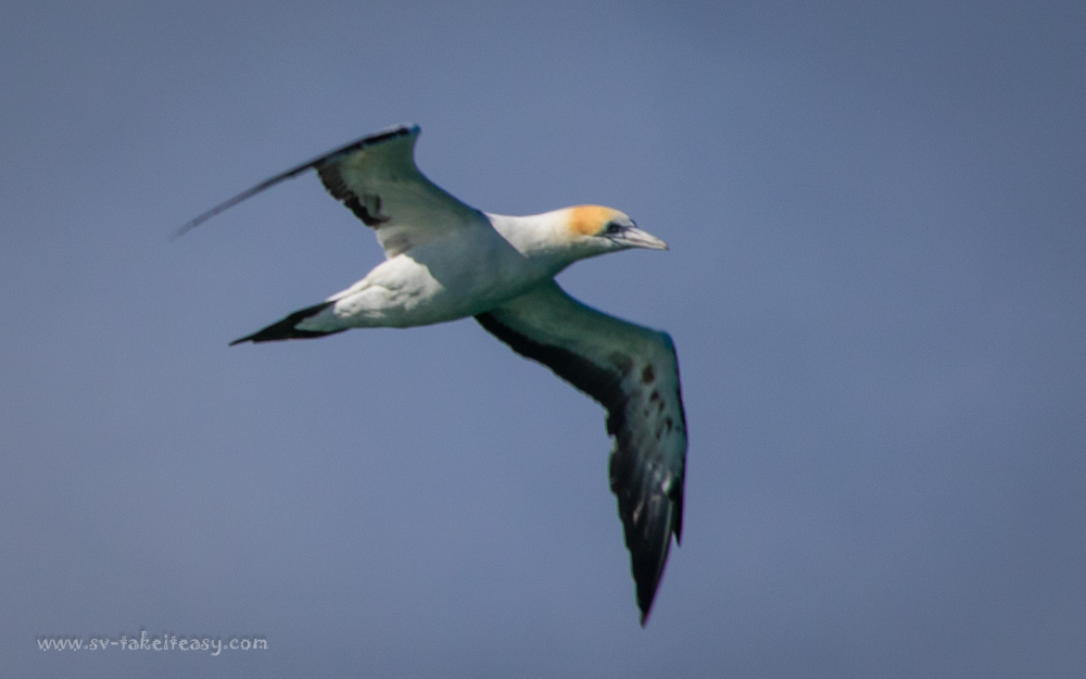 Australian Gannet