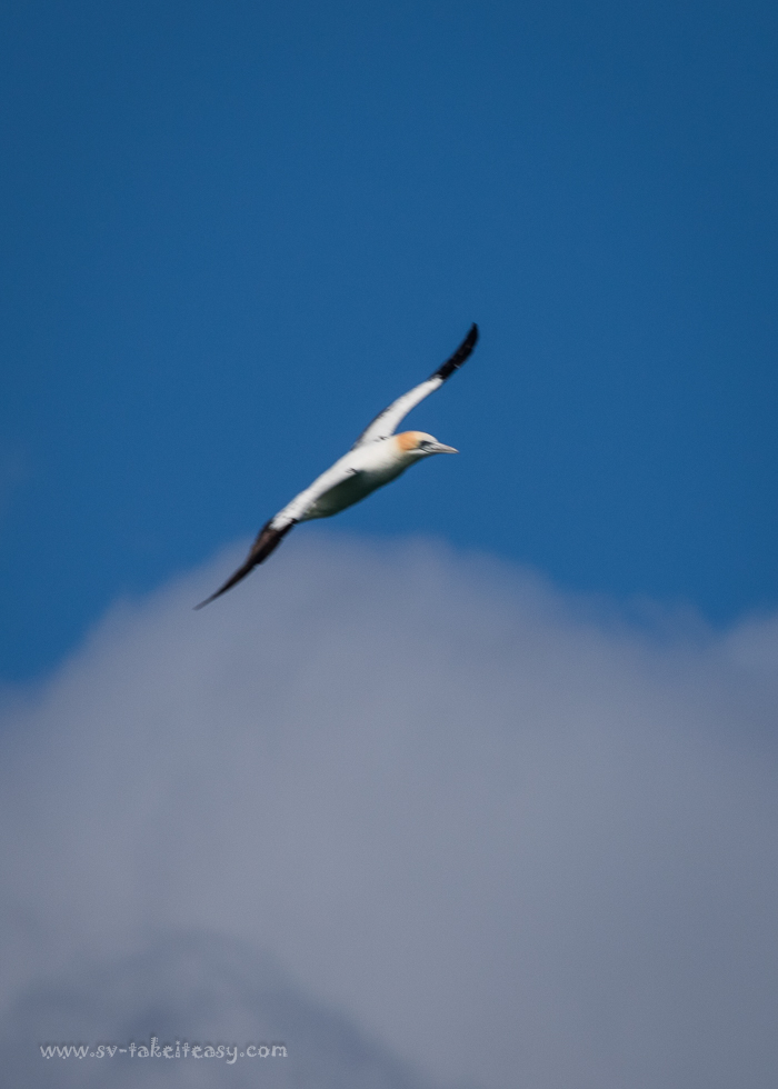 Australian Gannet
