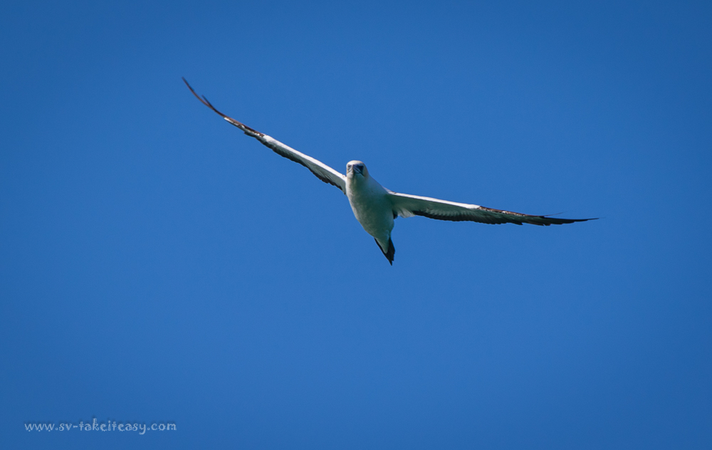 Australian Gannet