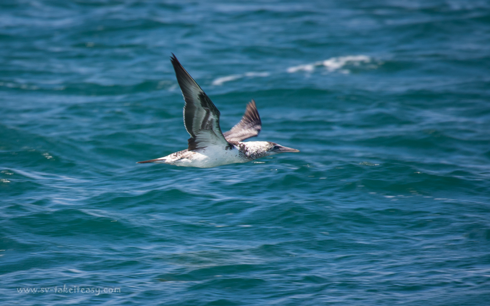 Australian Gannet - Immature