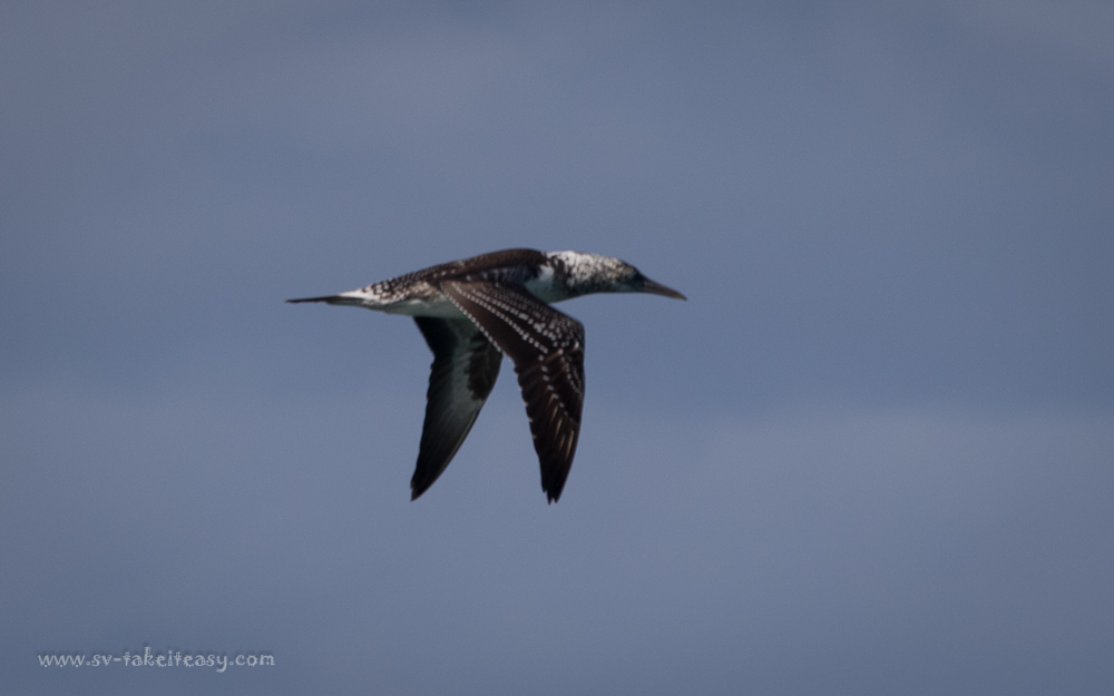 Australian Gannet - Immature