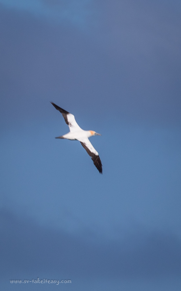 Australian Gannet