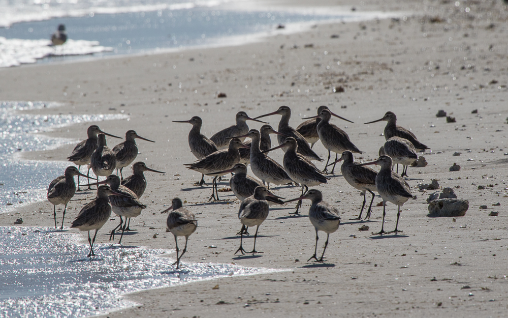 Bar-tailed Godwit flock
