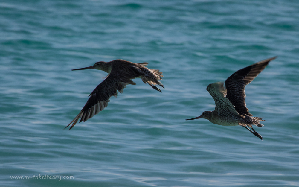 Bar-tailed Godwit
