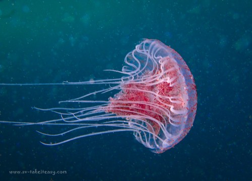 Chryasora wurlerra jellyfish