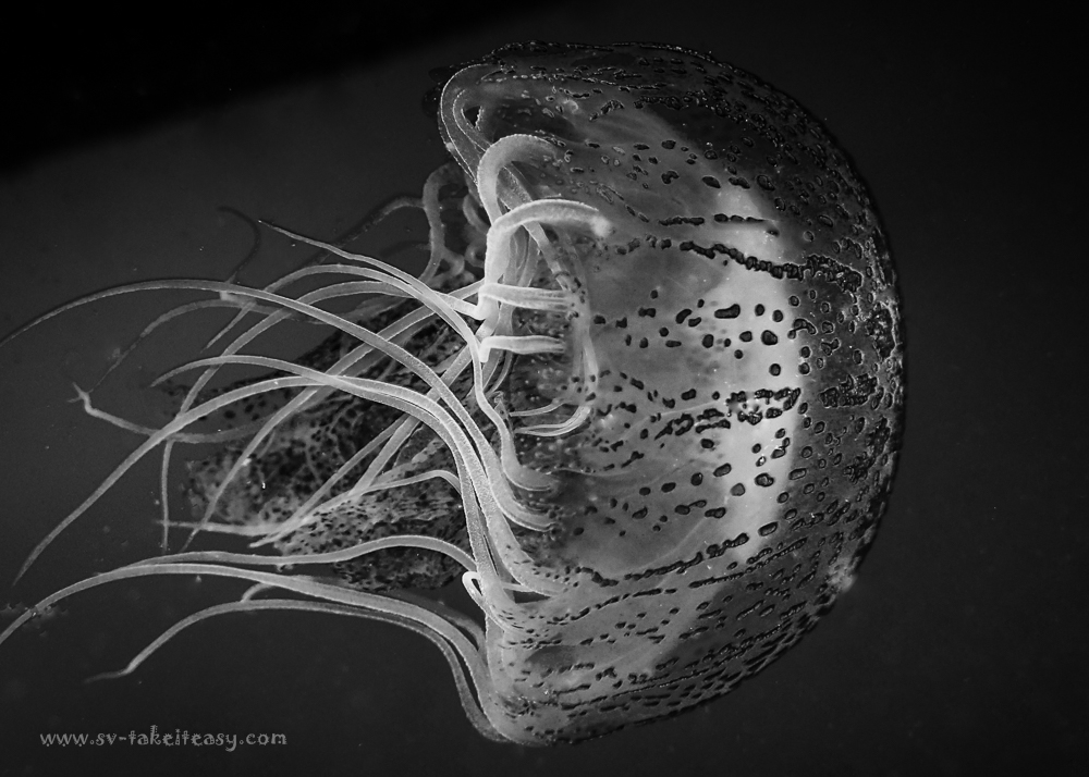 Chryasora wurlerra jellyfish