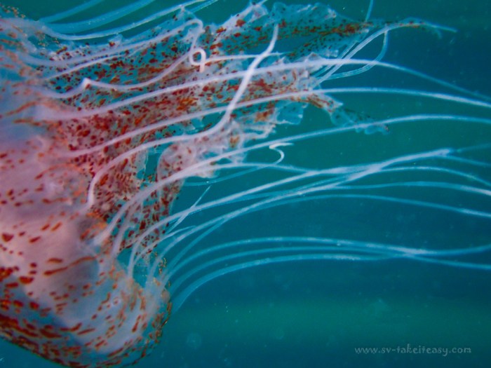 Chrysaora wurlerra jellyfish