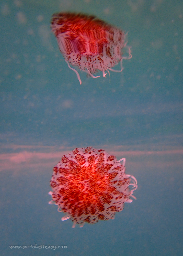 Chryasora wurlerra jellyfish