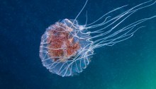 Chryasora wurlerra jellyfish