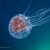 Chryasora wurlerra jellyfish
