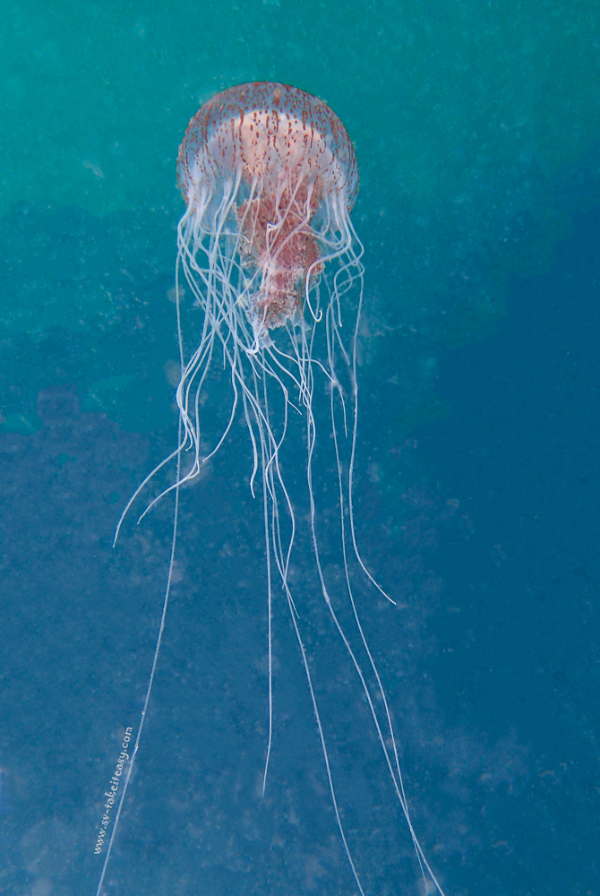 Chrysaora wurlerra Jellyfish