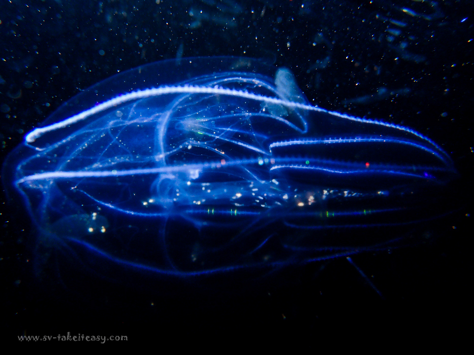 Ctenophore Bolinopsis