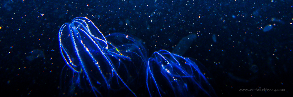 Ctenophores