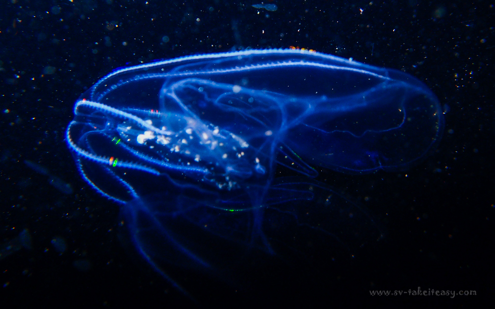 Ctenophore Bolinopsis