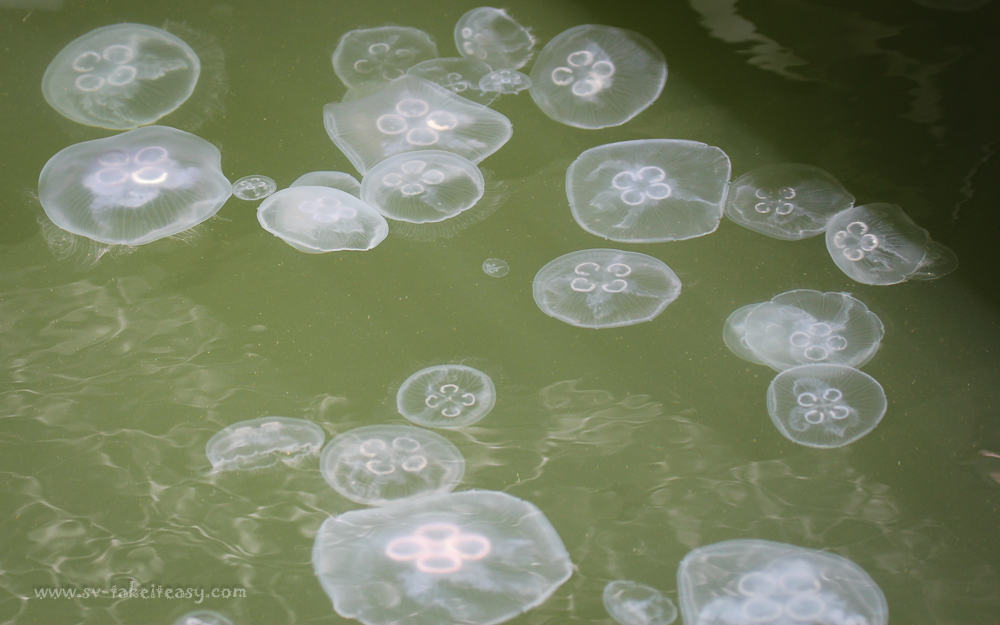 Aurelia aurita, moon jellyfish